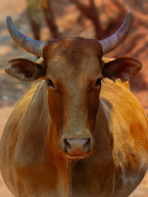 Why are dairy prices declining?