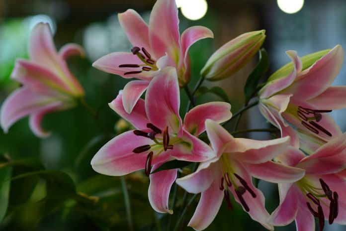 Lily Allen and David Harbour: A Complete Breakup Timeline