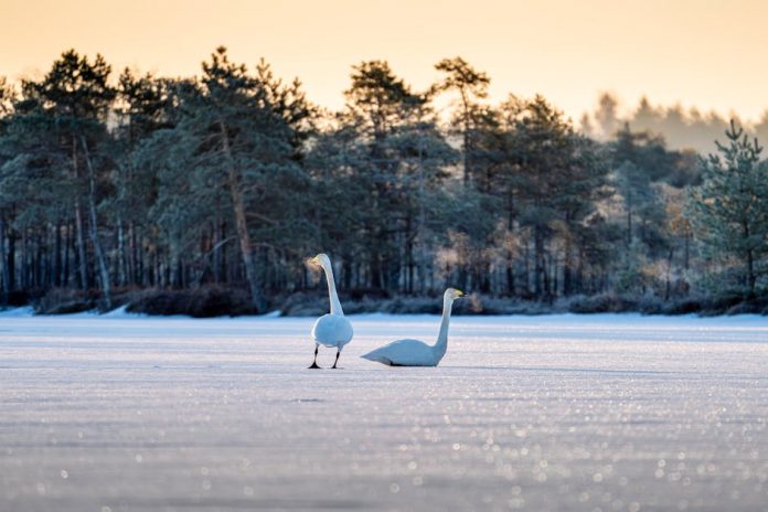 “It was the overwhelming reaction to my very first cat-themed pickguard, the Telecat, that gave me the final push to launch on Etsy”: Cat lovers, rejoice – this bassist is creating custom pickguards in the shape of your cat