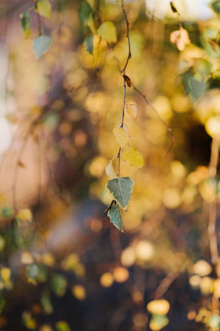 “James Brown told me, ‘Son, you can’t come on my stage with that funny-looking thing!’” When a young Bootsy Collins joined James Brown’s band, the Godfather of Funk bought him a Fender Jazz Bass. Now it’s up for auction