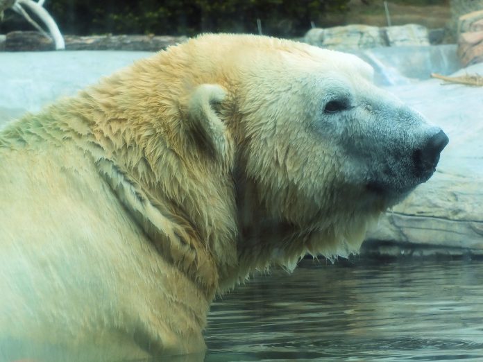 ‘Nuisance Bear’ Review: Transfixing Study of Polar Bears in the Canadian Arctic Reflects on the Steep Two-Way Costs of Human Interaction